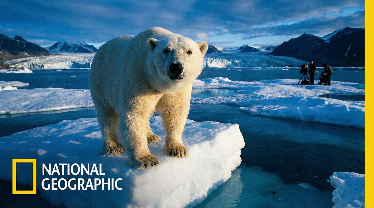 日本三级北极熊视频